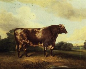Taureau brun et blanc dans un paysage