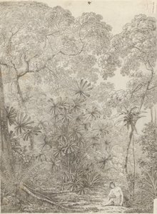 Le palmier éventail de Krakatoa - John Webber
