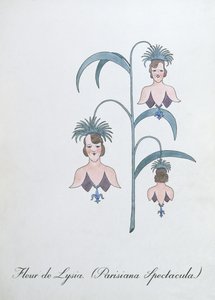 Fleur de Lysia (Parisiana Spectacula.), illustration de 