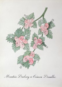 Ronce de montagne ou Drambler cramoisi, illustration de 