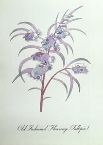 Vieille mode Flivverage (Fallopia.), illustration de 