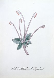Pink Toothbrush (L