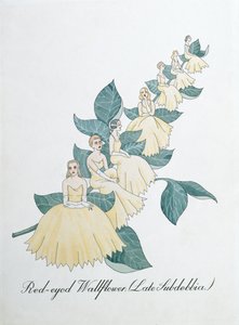 Giroflée aux yeux rouges (Late Subdebbia), illustration de 