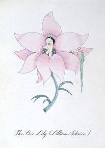 Le Lys des abeilles (Lillium Satirica.), illustration de 