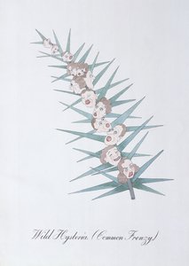 Hystérie Sauvage (Folie Commune), illustration de 
