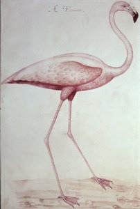 Flamant