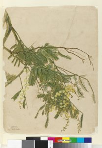 Acacia, 1805 - John William Lewin