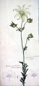 Fleur de Flanelle, actinotus helianthe labill