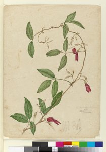 Kennedia rubicunda, c.1803-06 - John William Lewin