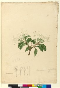 Page 100. Clerodendrum tomentosum - John William Lewin