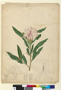 Page 104. Hibiscus heterophyllus - John William Lewin
