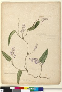 Page 107. Glycine bimaculataGlycine tabacina?
