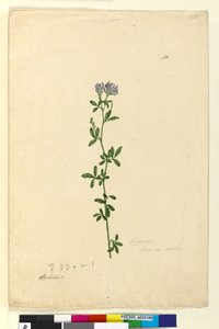 Page 110. Medicago sativa