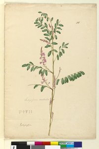 Page 116. Indigofera australis - John William Lewin