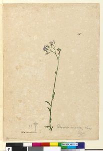 Page 118. Vernonia cinerea