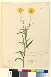 Page 121. Elichrysum bracteatum