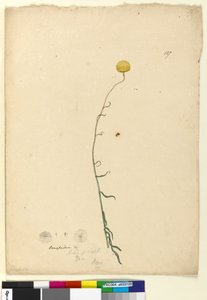 Page 127. Craspedia - John William Lewin