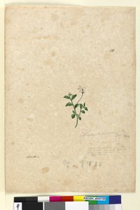 Page 131. Lobelia purpurascens