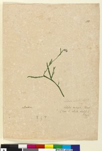 Page 132. Lobelia alata