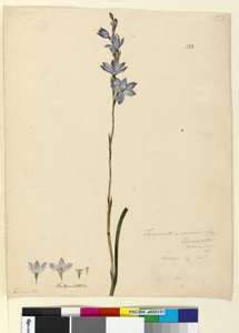 Page 133. Thelymitra ixioides - John William Lewin