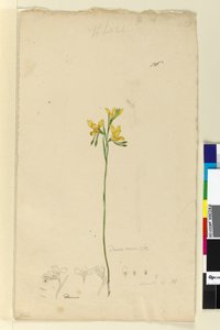Page 136. Diuris aurea - John William Lewin