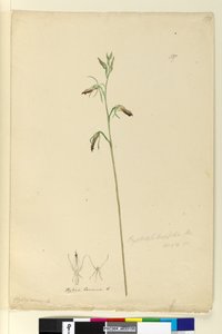 Page 137. Cryptostylis longifolia - John William Lewin