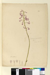 Page 139. Dipodium punctatum - John William Lewin