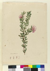 Page 13. Grevillea punicea, c.1803-06 - John William Lewin