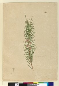 Page 141. Casuarina stricta Allocasuarina verticillata - John William Lewin