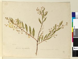 Page 147. Acacia myrtifolia - John William Lewin