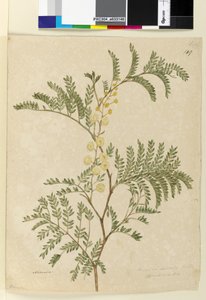 Page 149. Acacia discolor Acacia terminalis - John William Lewin