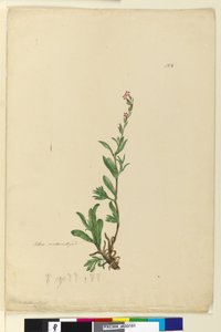 Page 154. Silene naturalized