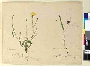 Page 157. Hardenbergia monophylla Hardenbergia violacea; 158. Hypochaeris