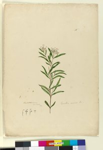 Page 15. Grevillea sericea, c.1803-06 - John William Lewin
