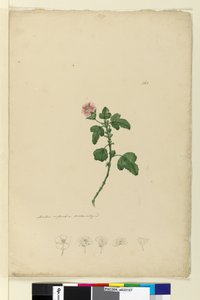 Page 161. Malva capensis