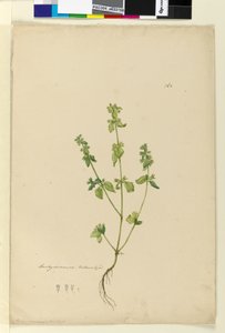 Page 162. Stachys arvensis - John William Lewin