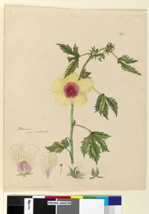 Page 163. Hibiscus