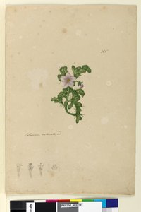 Page 165. Solanum naturalized - John William Lewin