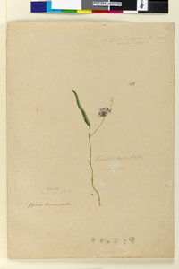 Page 166. Kennedia monophylla Hardenbergia violacea - John William Lewin