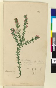 Page 168. Eriostemon buxifolium - John William Lewin