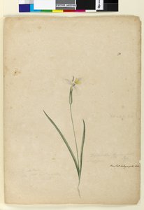 Page 170. Diplarrhena moraea, c.1803-06 - John William Lewin