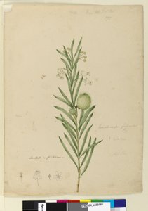 Page 173. Asclepias fruticosa, c.1803-06 - John William Lewin