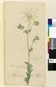 Page 176. Actinotus Helianthe - John William Lewin