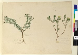 Page 179. Gompholobium; 180. Poranthera ericafolia - John William Lewin