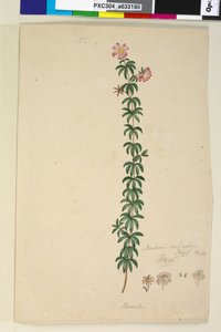 Page 186. Bauera rubioides