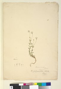 Page 18. Mitrasacme polymorpha, c.1803-06 - John William Lewin