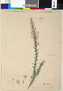 Page 190. Sprengelia incarnata - John William Lewin