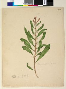 Page 198. Hakea dactyloides - John William Lewin