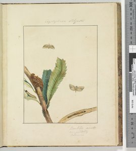 Page 19. Pl.5 Cryptophasa Strigata