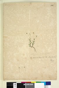 Page 201. Mitrasacme alsinoides